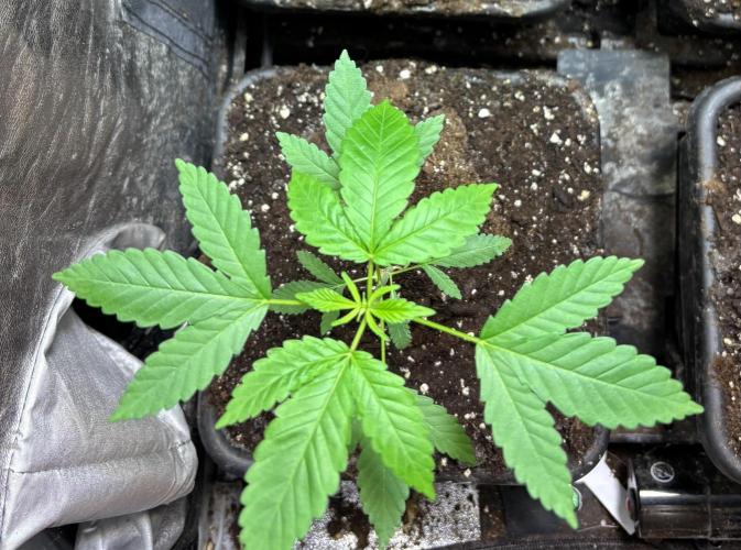 Culture intérieure de plusieurs souches . Week 4 - Semaine 4