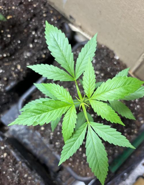 Culture intérieure de plusieurs souches . Week 4 - Semaine 4