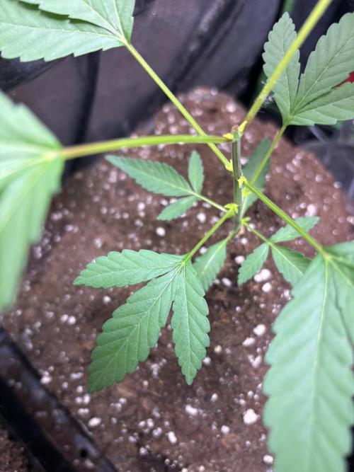 Culture intérieure de plusieurs souches . Week 4 - Semaine 4