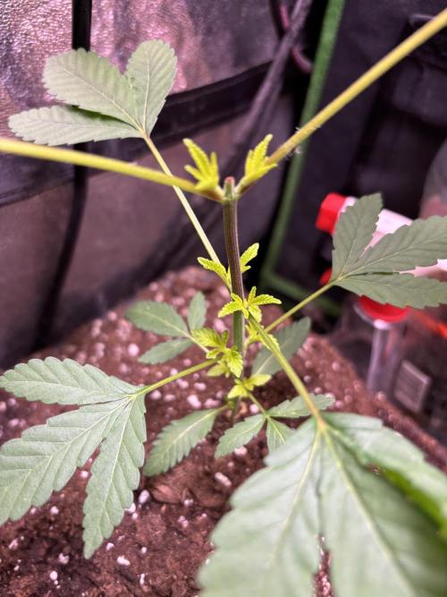 Culture intérieure de plusieurs souches . Week 4 - Semaine 4