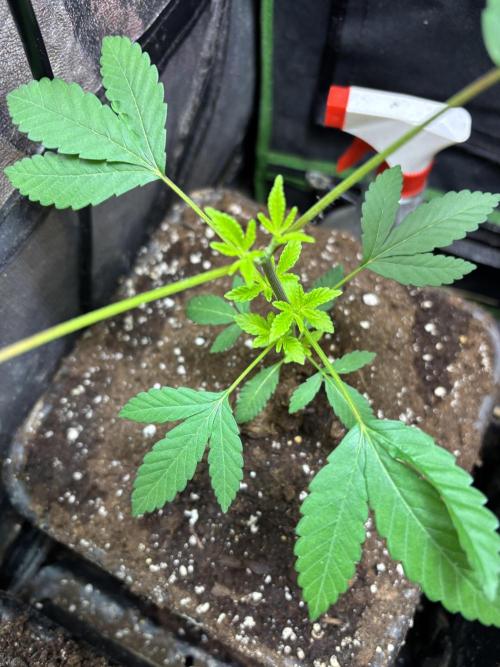 Culture de plusieurs plantes. Week 4 - Semaine 4