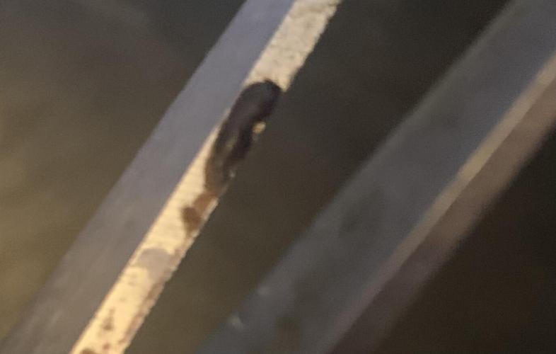 Culture de plusieurs plantes. Week 25 - Essai pour la récupération du pollen 