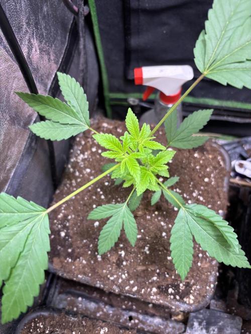 Culture de plusieurs plantes. Week 4 - Semaine 4