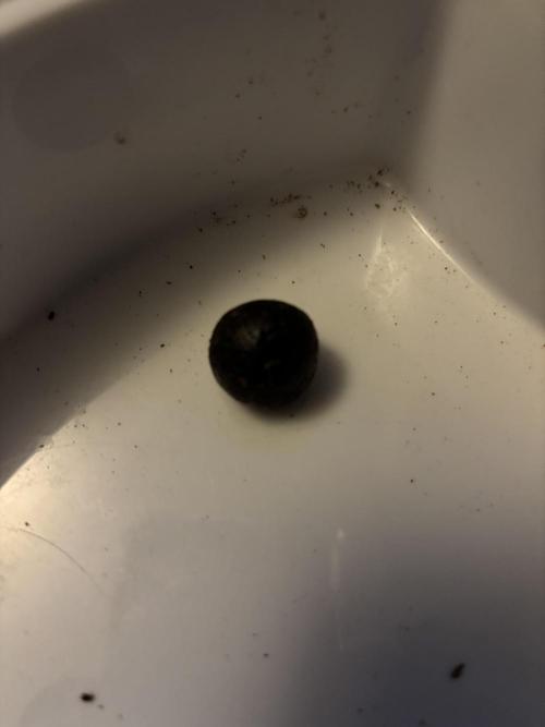 Culture de plusieurs plantes. Week 25 - Essai pour la récupération du pollen 