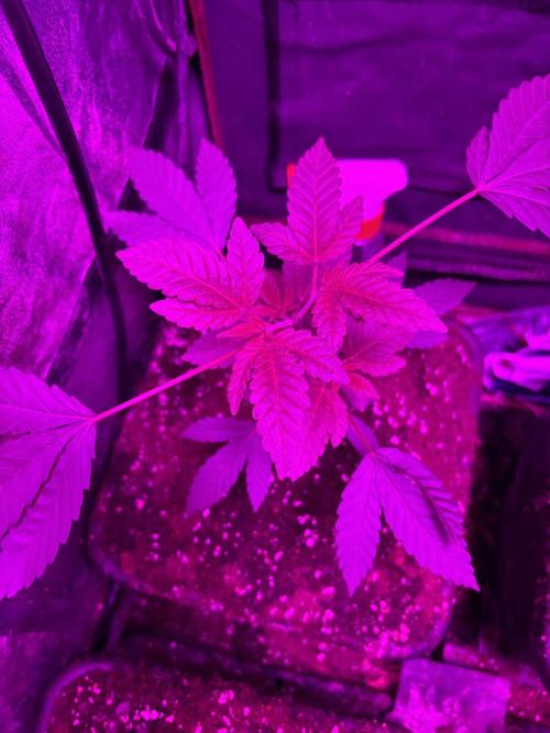 Culture de plusieurs plantes. Week 5 - Semaine 5