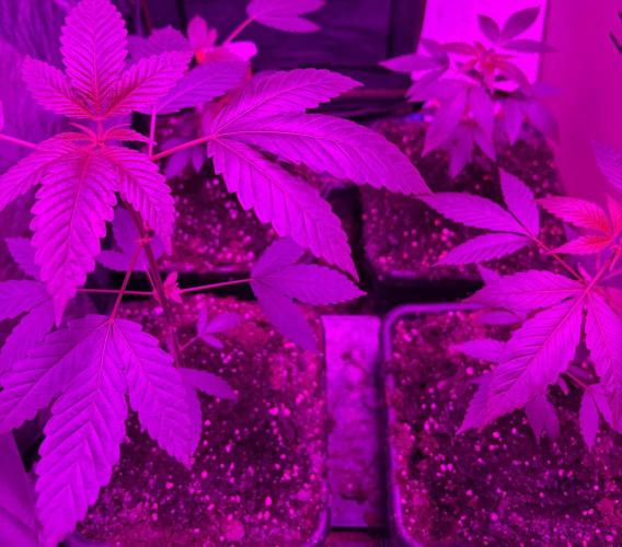 Culture de plusieurs plantes. Week 5 - Semaine 5