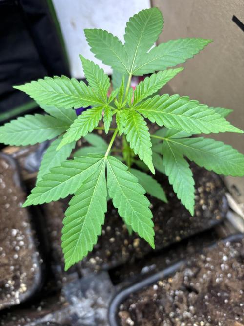 Culture de plusieurs plantes. Week 7 - Semaine 7