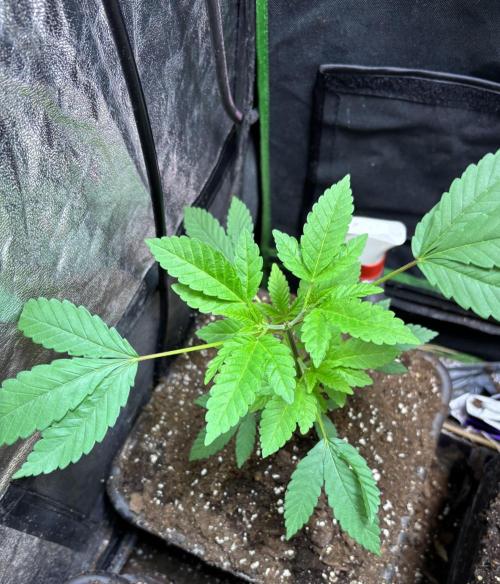 Culture de plusieurs plantes. Week 8 - Semaine 8