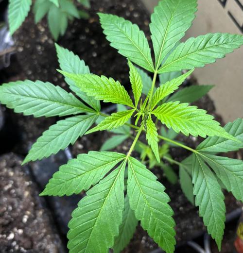 Culture de plusieurs plantes. Week 9 - Semaine 9