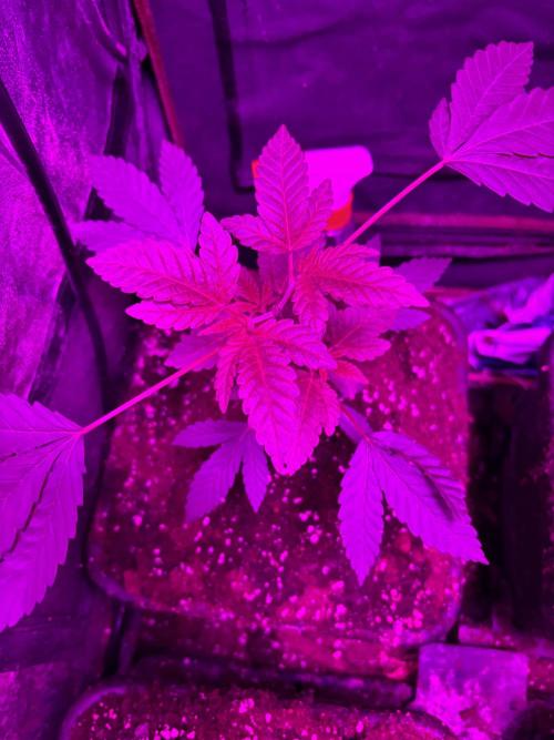 Culture de plusieurs plantes. Week 10 - Semaine 10