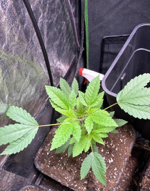 Culture de plusieurs plantes. Week 11 - Semaine 11