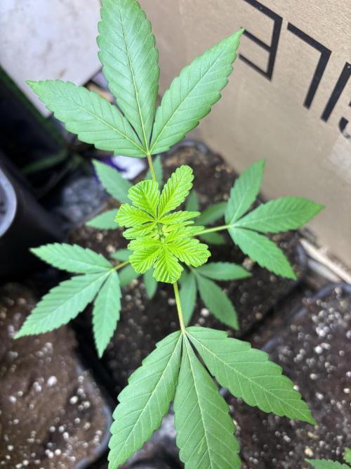 Culture de plusieurs plantes. Week 11 - Semaine 11