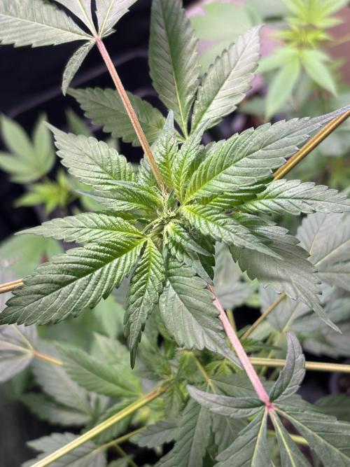 Culture de plusieurs plantes. Week 24 - quelques semaines de floraison