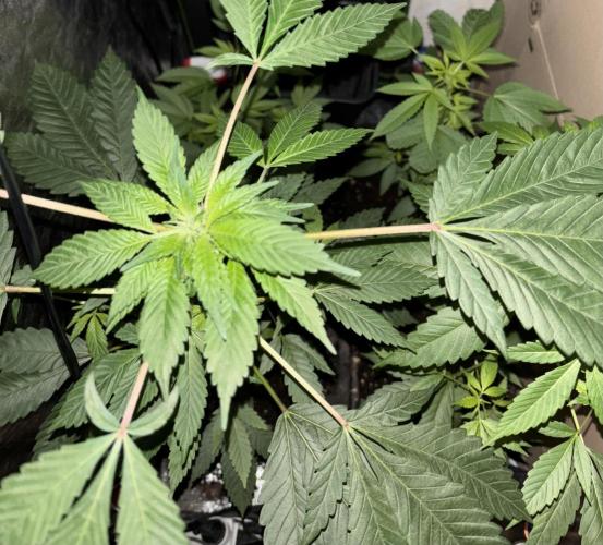 Culture de plusieurs plantes. Week 24 - quelques semaines de floraison