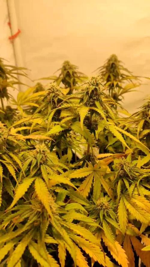 Auto Critical Orange Punch - 60x60x160 + QF J150