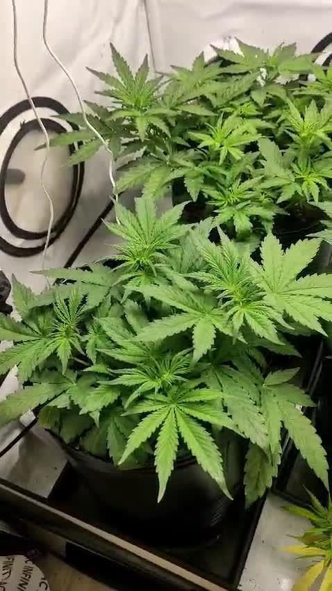 Auto Critical Orange Punch - 60x60x160 + QF J150
