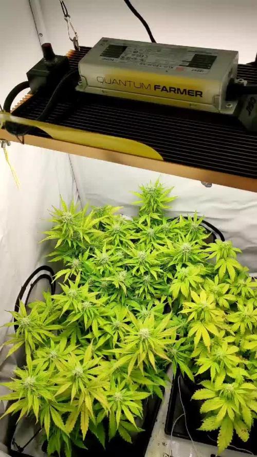 Auto Critical Orange Punch - 60x60x160 + QF J150