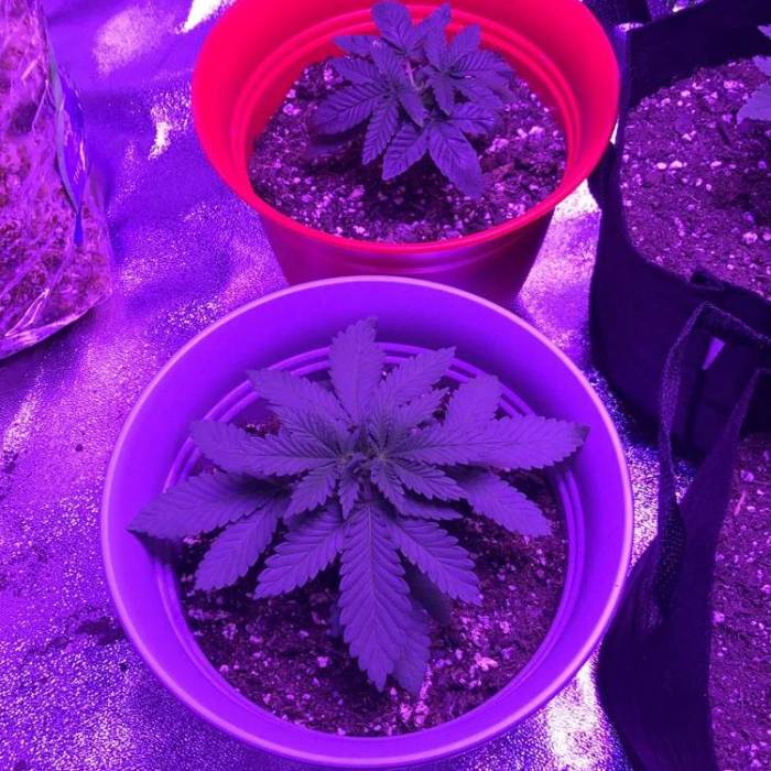 First grow. Week 4 - Grey one is doing awesome the one in the red isn’t growing as fast and leaves are darker green going to try to top and have the be a trial one maybe 