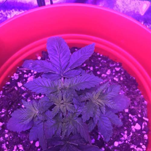 First grow. Week 5