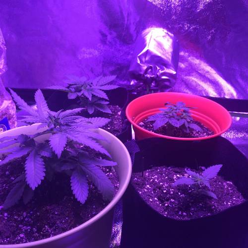 First grow. Week 5