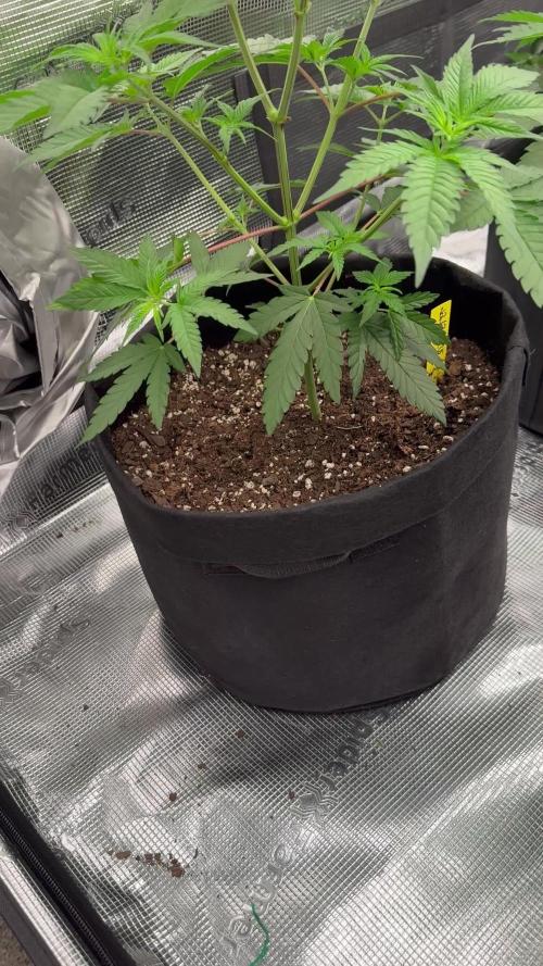 Nana glue 5x5