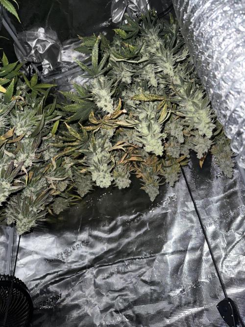 Nana glue 5x5. Week 18