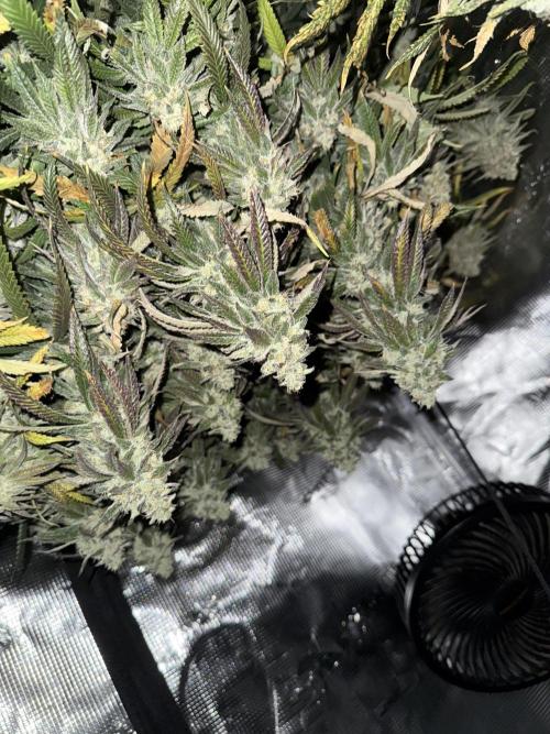 Nana glue 5x5. Week 18