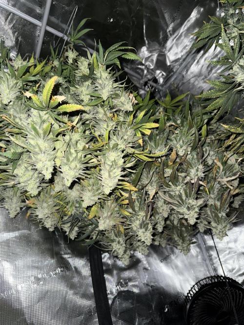 Nana glue 5x5. Week 18