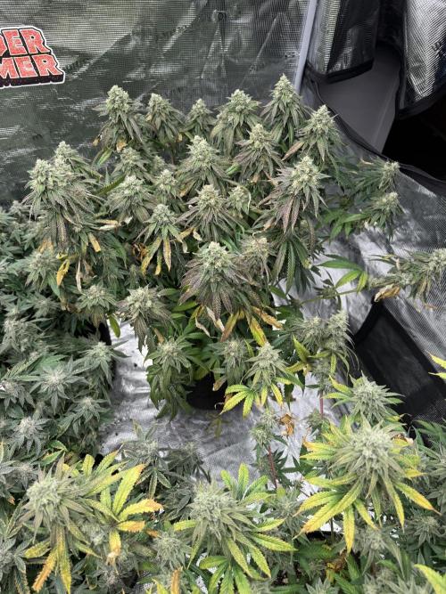 Nana glue 5x5. Week 18