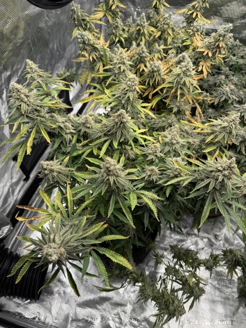 Nana glue 5x5. Week 18