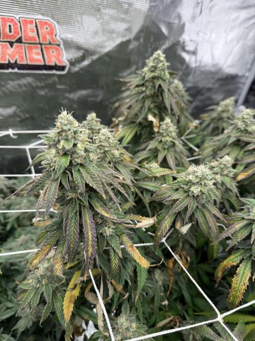 Nana glue 5x5. Week 18