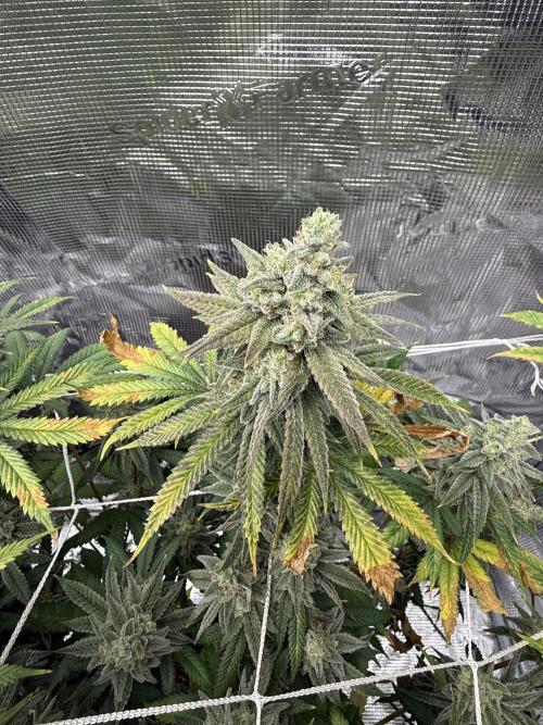 Nana glue 5x5. Week 18