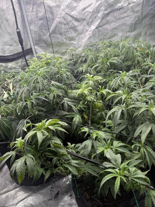 RE-VEG CLONES!. Week 7