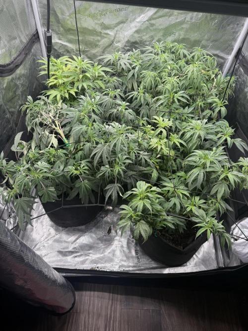 RE-VEG CLONES!. Week 7