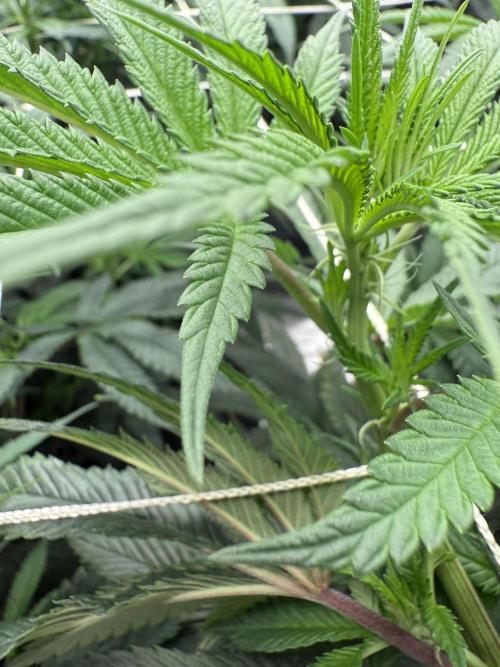 Nana glue 4rm clone. Week 9