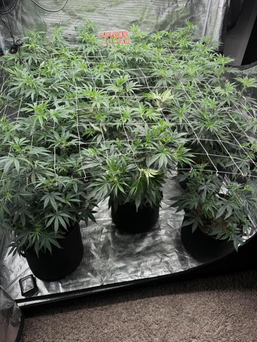 Nana glue 4rm clone. Week 9