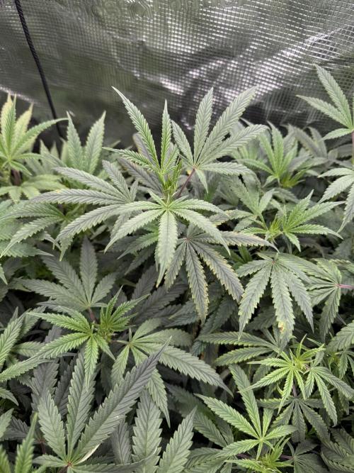 RE-VEG CLONES!. Week 8