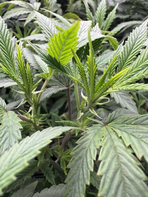 RE-VEG CLONES!. Week 8