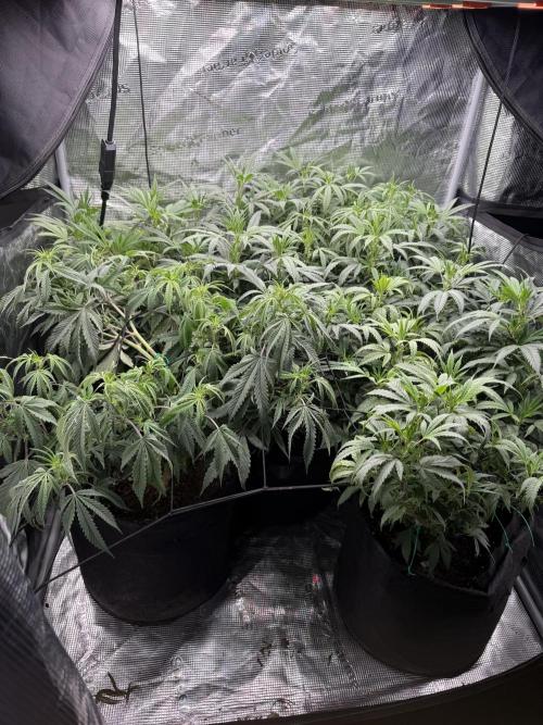 RE-VEG CLONES!. Week 8