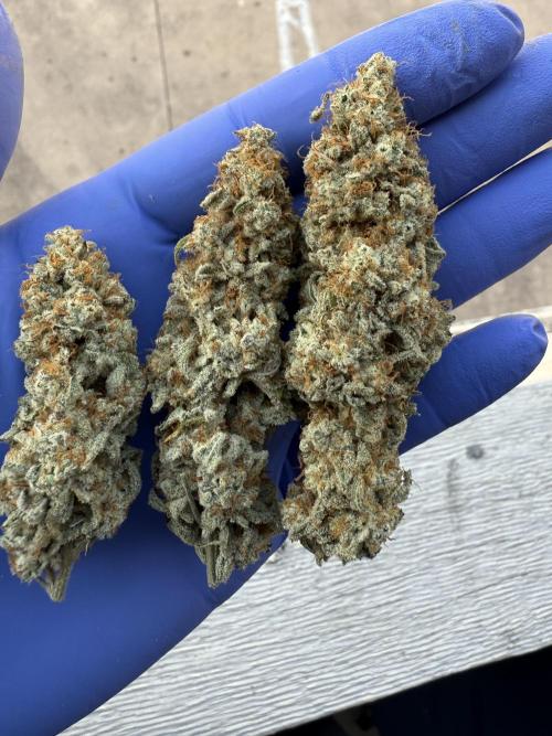 Nana glue 5x5. Week 18