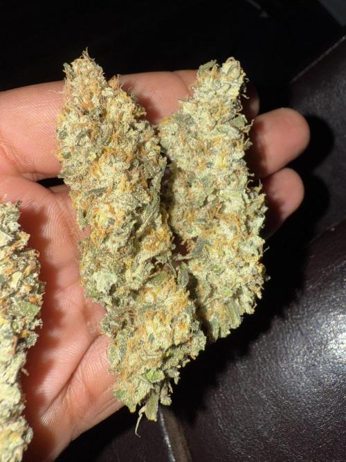 Nana glue 5x5. Week 18