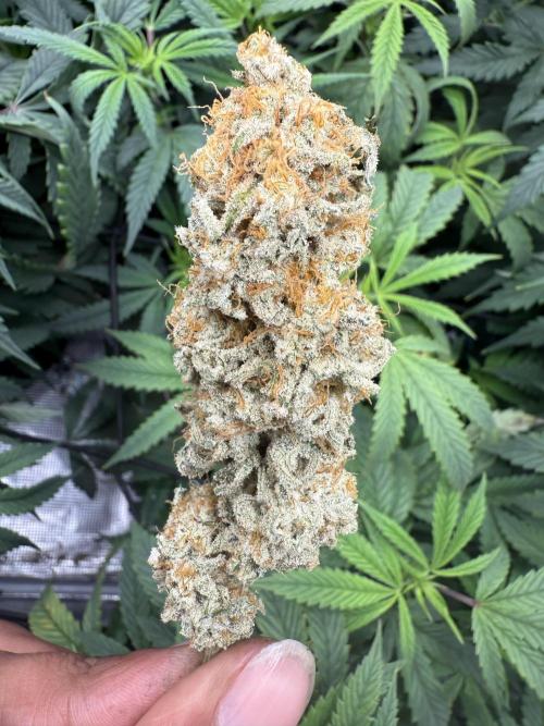 Nana glue 5x5. Week 18