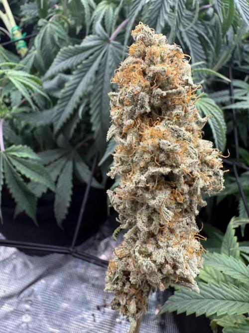 Nana glue 5x5. Week 18