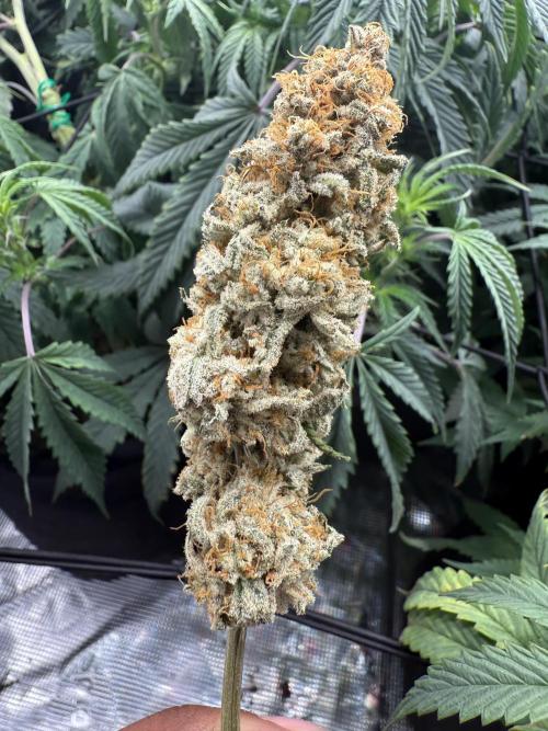 Nana glue 5x5. Week 18