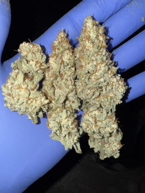 Nana glue 5x5. Week 18