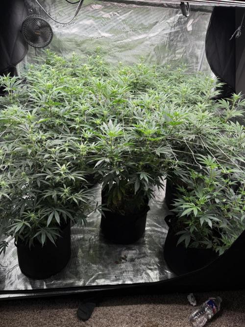 Nana glue 4rm clone. Week 10