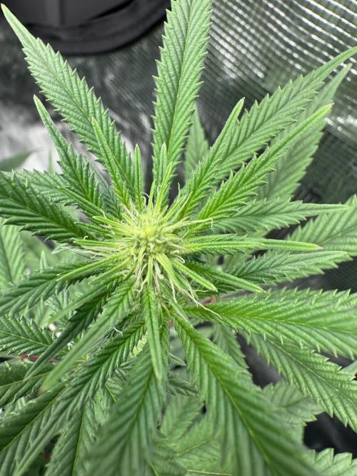 Nana glue 4rm clone. Week 10