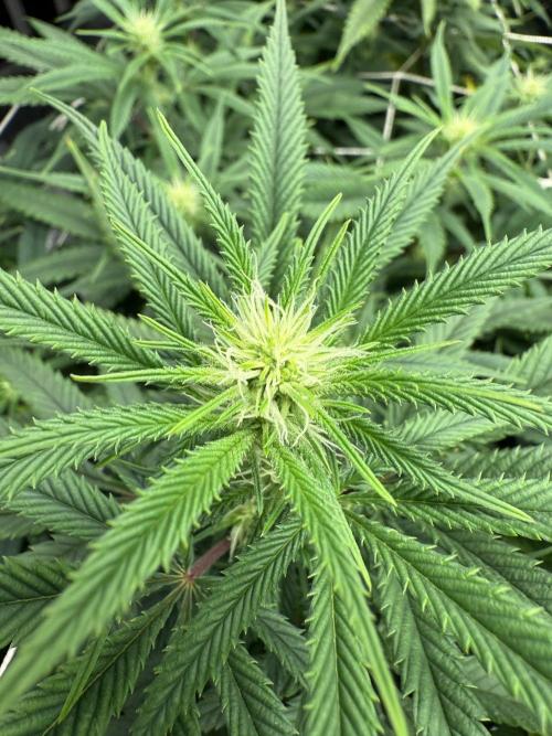 Nana glue 4rm clone. Week 10