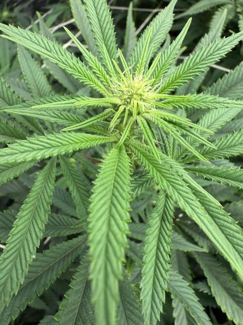 Nana glue 4rm clone. Week 10