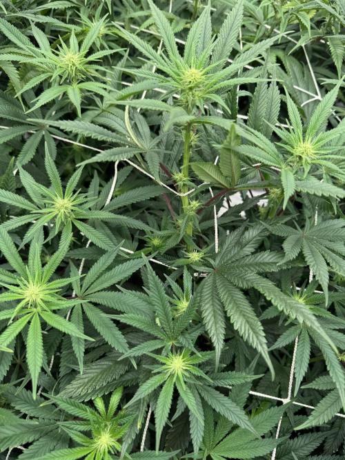 Nana glue 4rm clone. Week 10